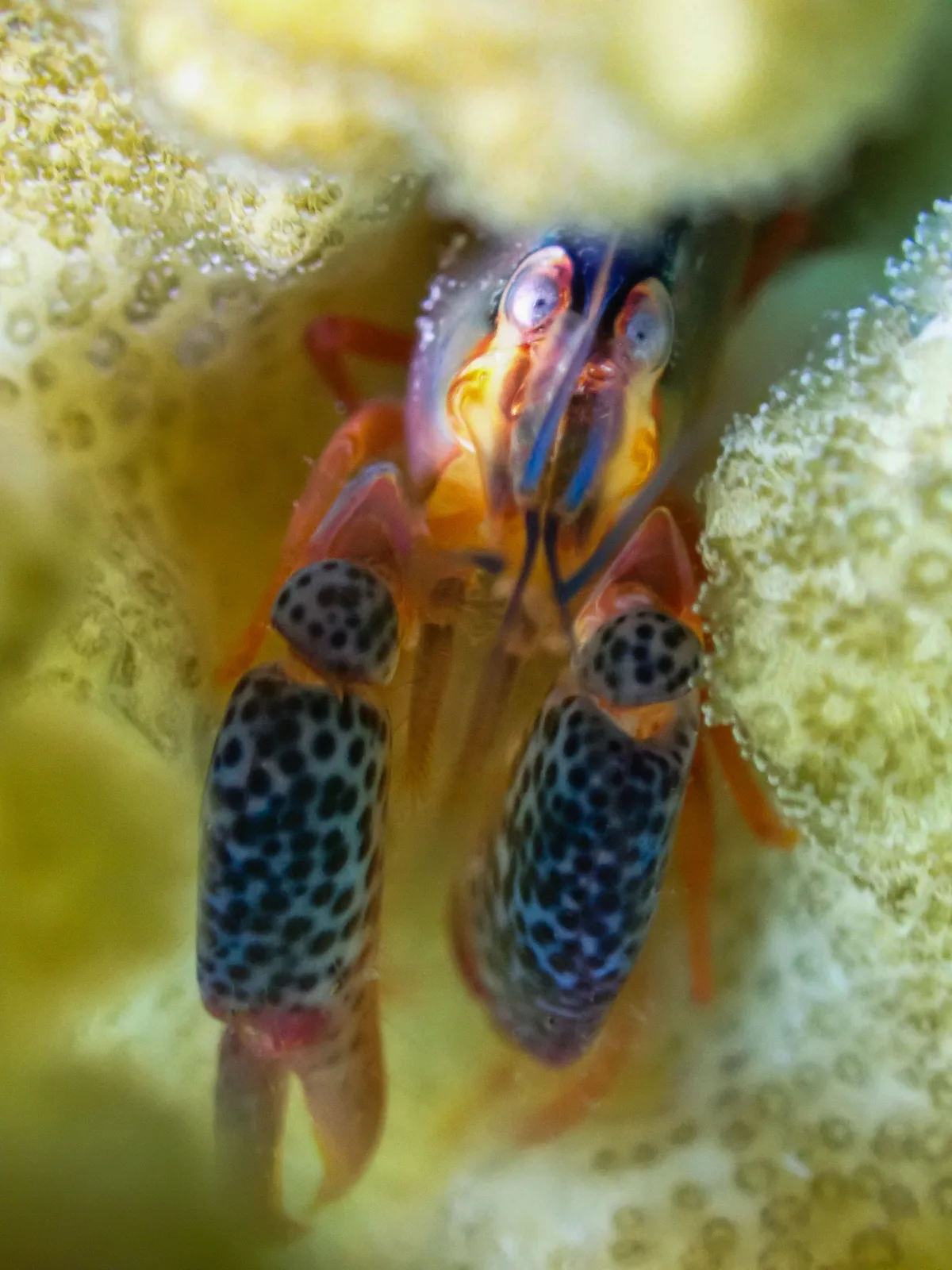 Coral Snapping Shrimp