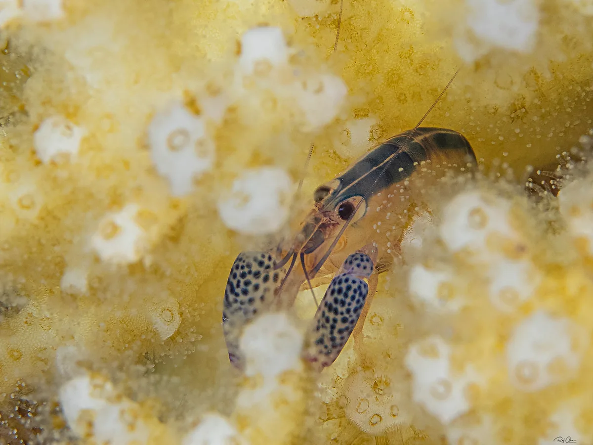 Coral Snapping Shrimp - Alpheus lottini