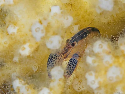 Coral Snapping Shrimp - Alpheus lottini
