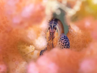 Coral Snapping Shrimp - Alpheus lottini