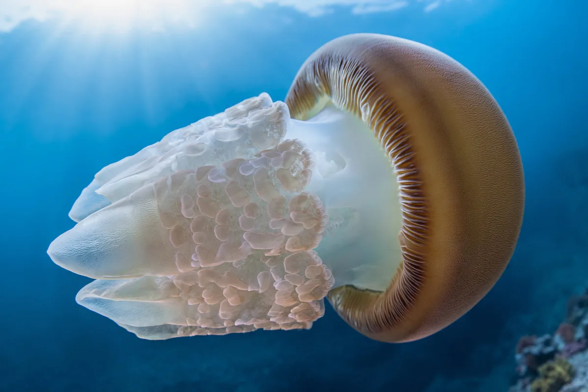 Orsini's Jellyfish