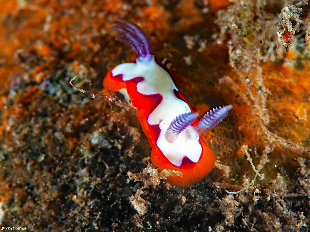 Goniobranchus fidelis