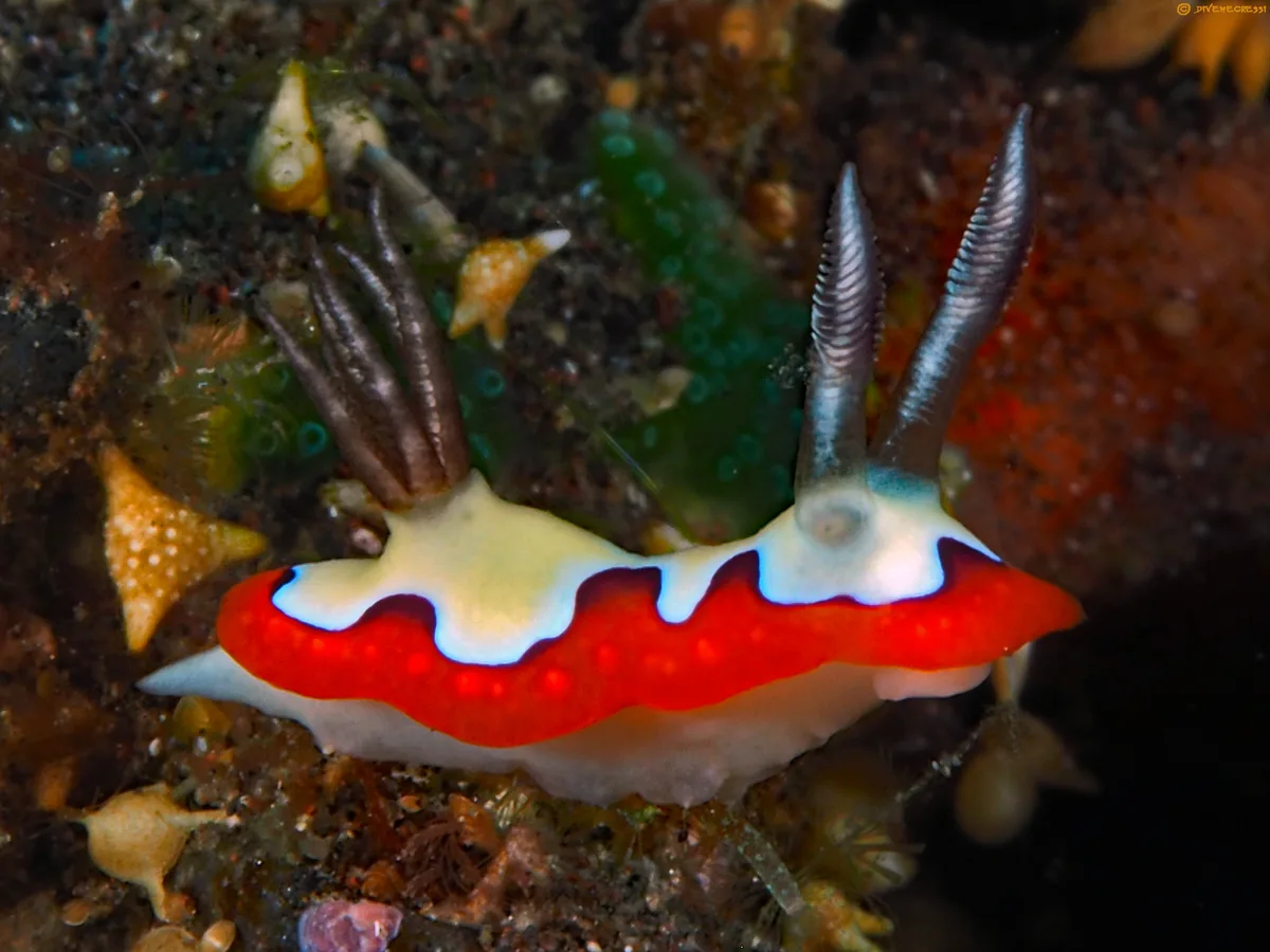 Goniobranchus fidelis
