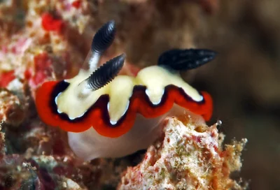 Goniobranchus fidelis