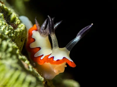 Creamy chromodoris - Goniobranchus fidelis