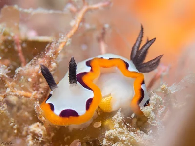Faithful Sea Slug (With Eggs) - Goniobranchus fidelis