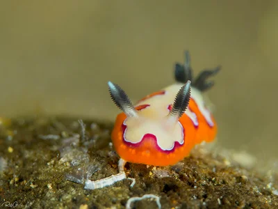 Creamy chromodoris - Goniobranchus fidelis