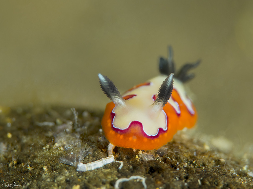 Creamy chromodoris - Goniobranchus fidelis