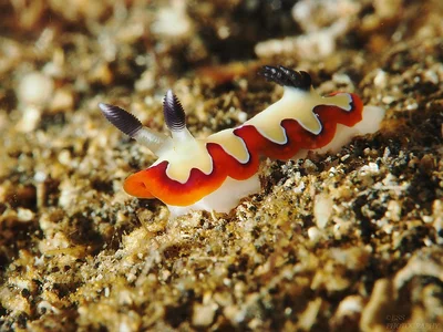 Goniobranchus fidelis