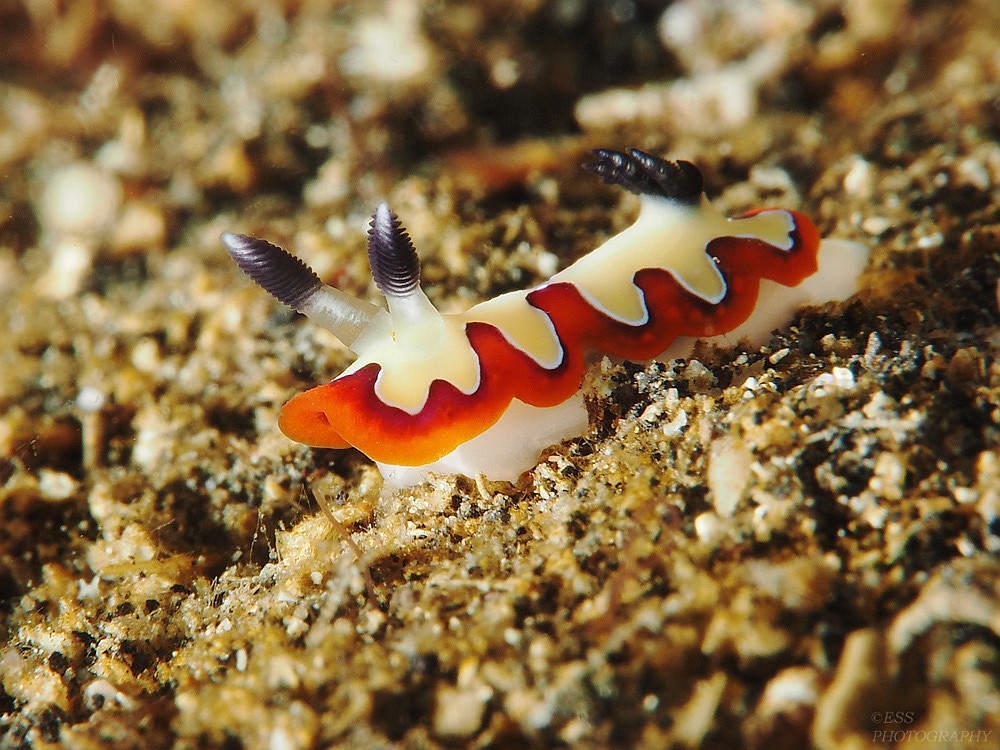 Goniobranchus fidelis