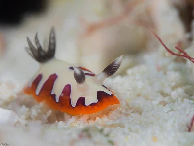Creamy Chromodoris - Goniobranchus fidelis