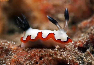 Goniobranchus fidelis