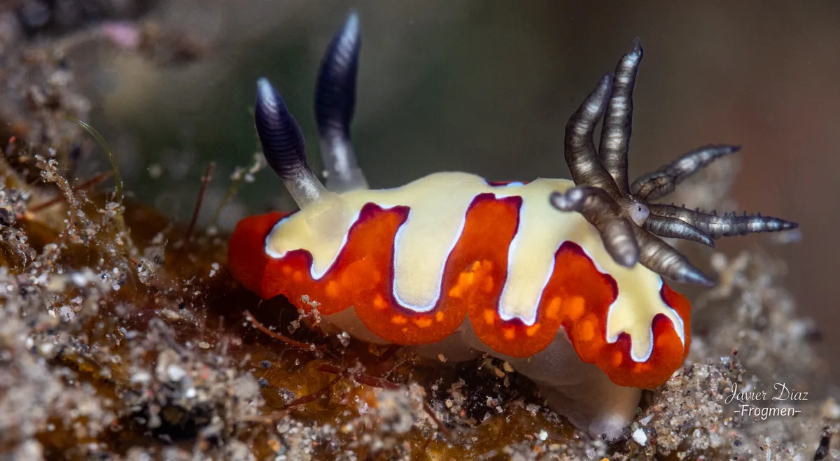 Goniobranchus fidelis. Amed. Bali.