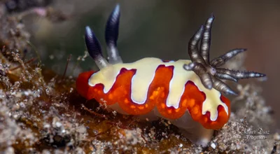 Goniobranchus fidelis. Amed. Bali.