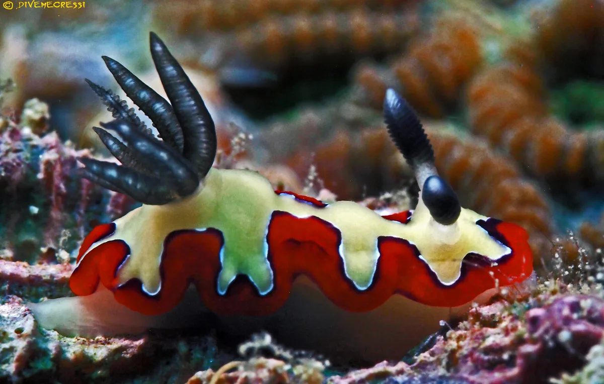 Goniobranchus fidelis (Kelaart, 1858)