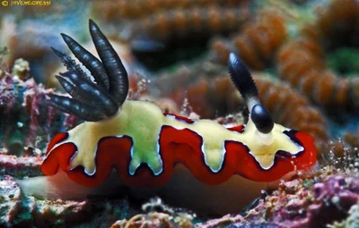 Goniobranchus fidelis (Kelaart, 1858)