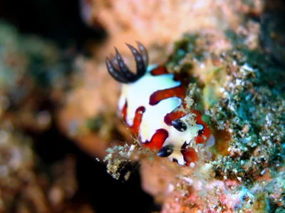 Goniobranchus fidelis