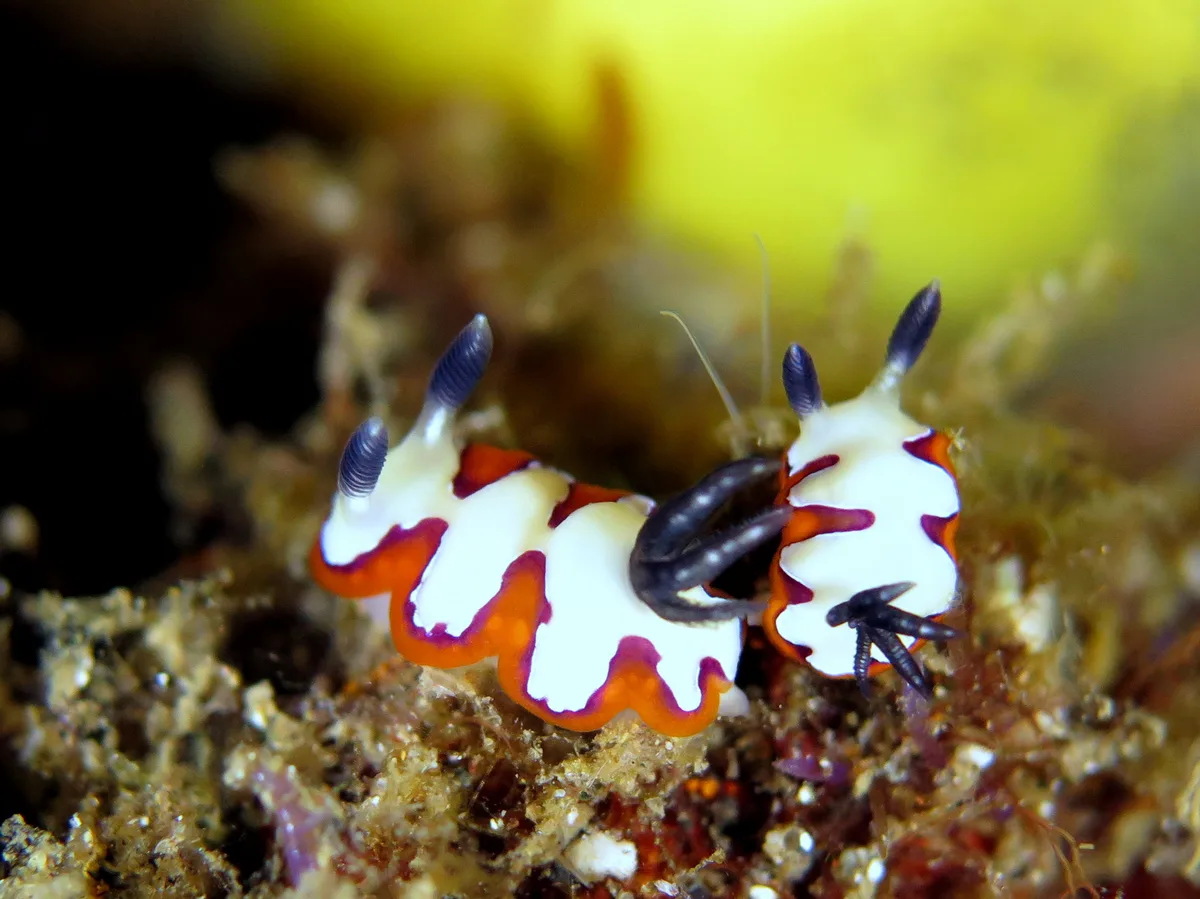 Goniobranchus fidelis