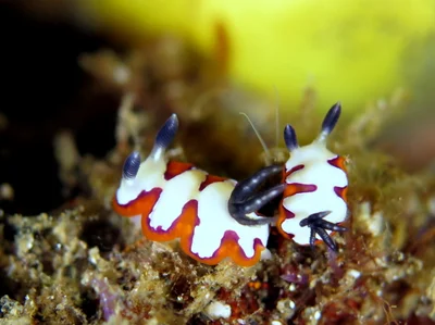 Goniobranchus fidelis