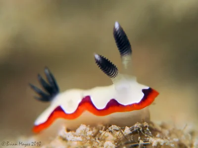 Nudibranch (Goniobranchus fidelis)