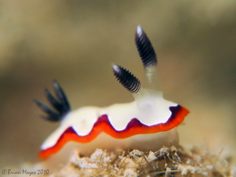 Nudibranch (Goniobranchus fidelis)