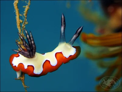 Nudibranch (Goniobranchus fidelis)