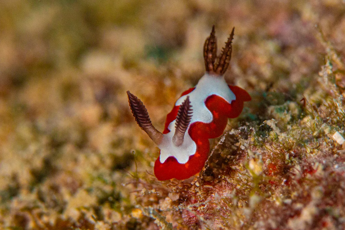 nudibranch7Jan30-20