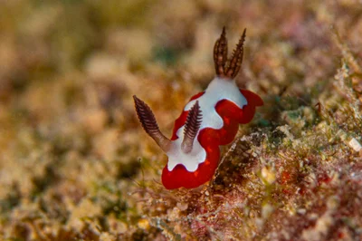 nudibranch7Jan30-20