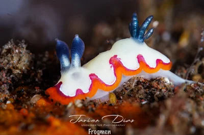 Goniobranchus fidelis. Tulamben. Bali.