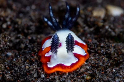 Goniobranchus fidelis. Tulamben. Bali.