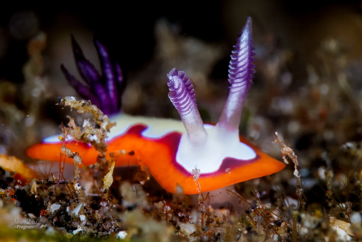Goniobranchus fidelis. Tulamben. Bali.