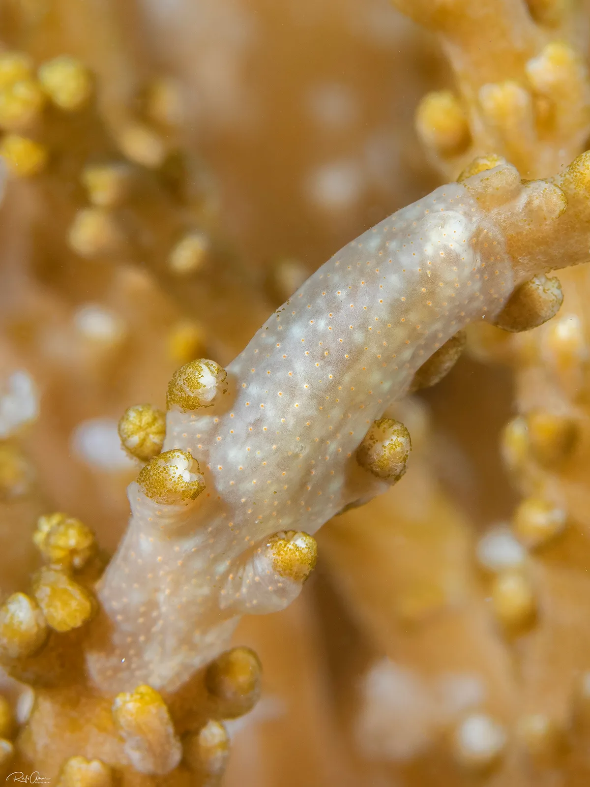 Coeloplana yulianicorum
