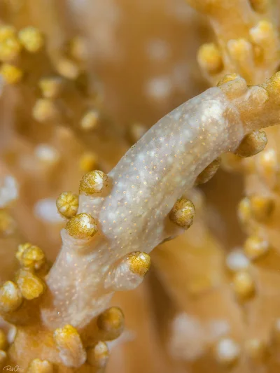 Coeloplana yulianicorum