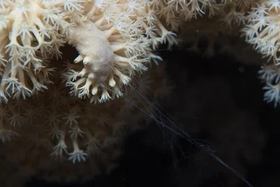 Coeloplana yulianicorum - Marsa 'Alam, EG-BA, EG