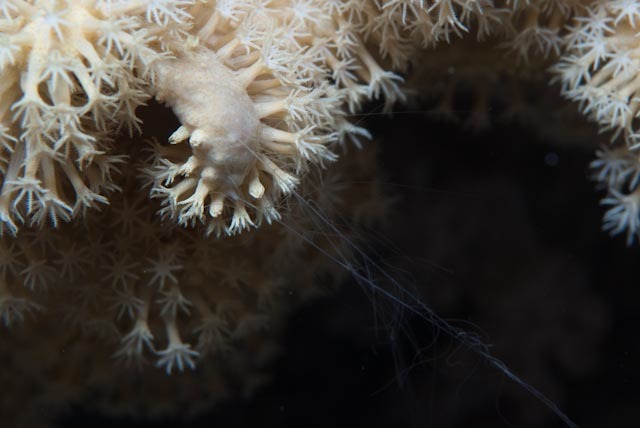 Coeloplana yulianicorum - Marsa 'Alam, EG-BA, EG