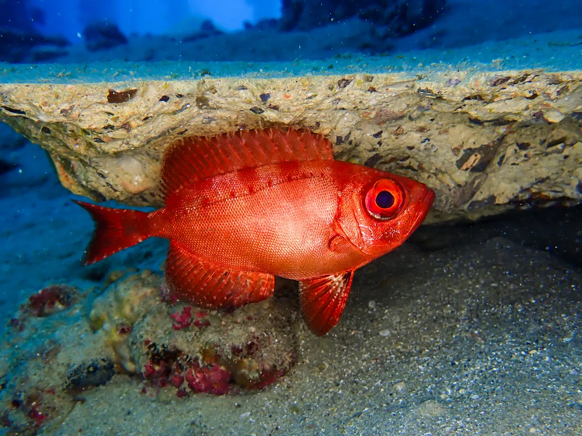 Crescend-tail Bigeye