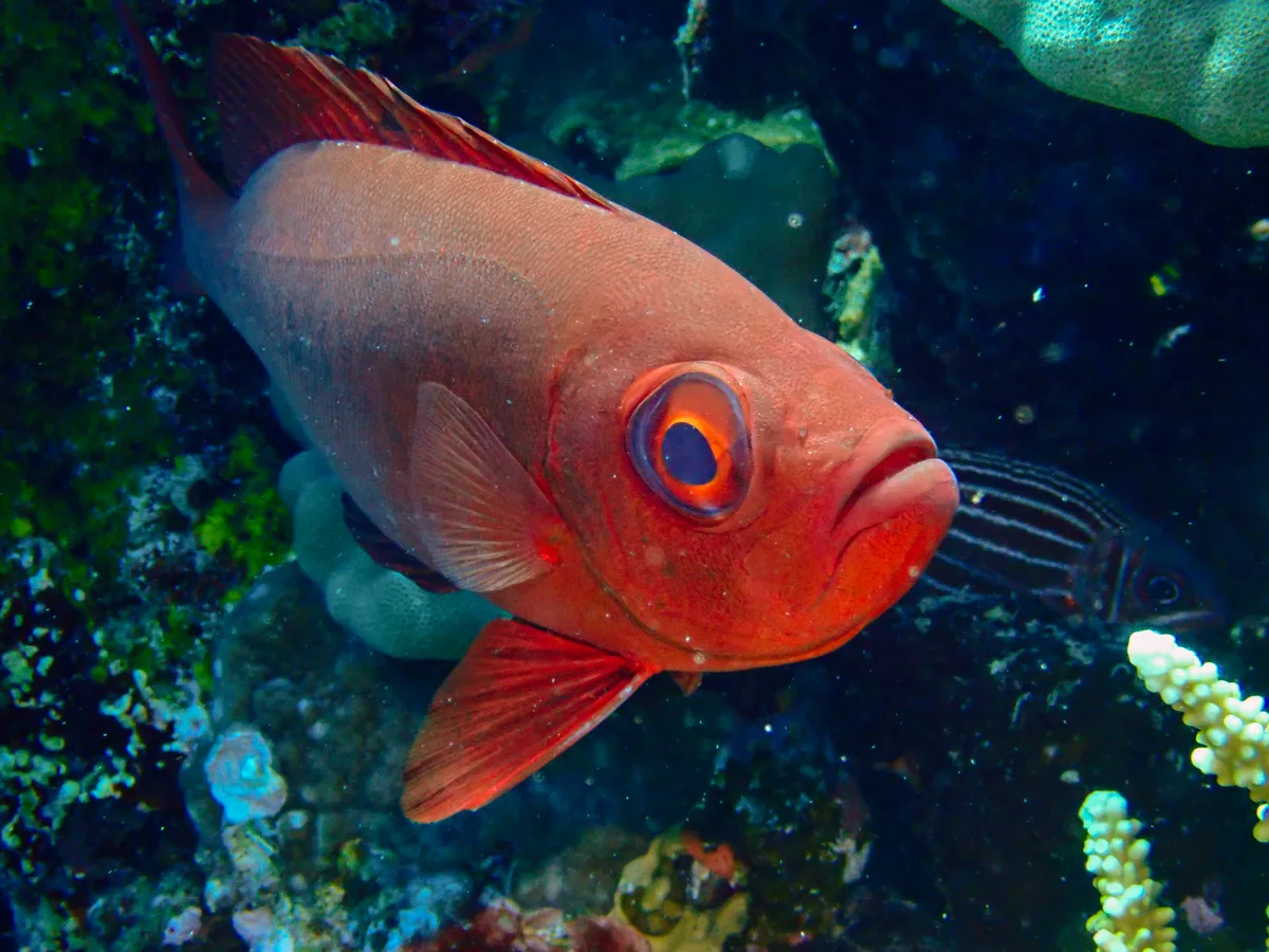 Crescend-tail Bigeye