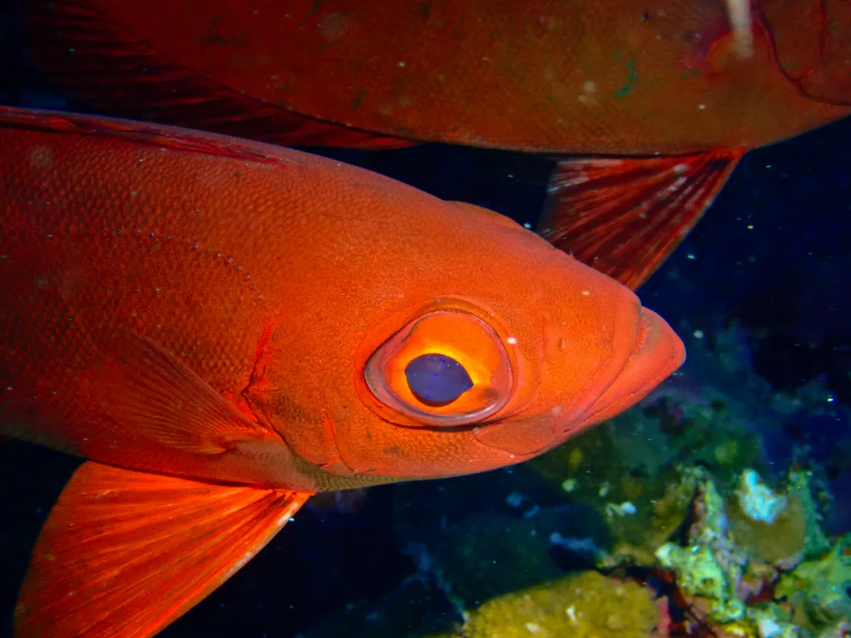 Crescend-tail Bigeye