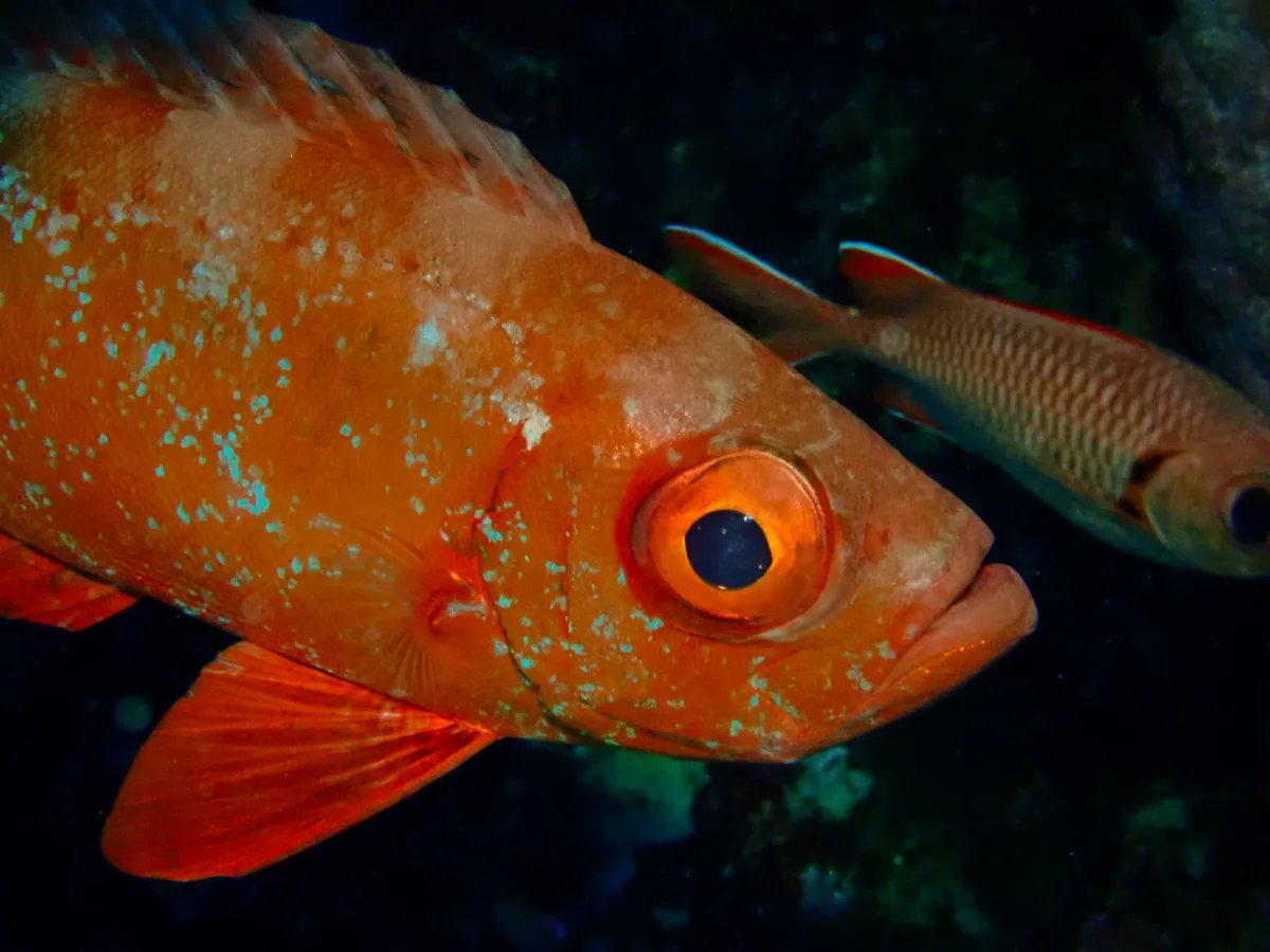 Crescend-tail Bigeye