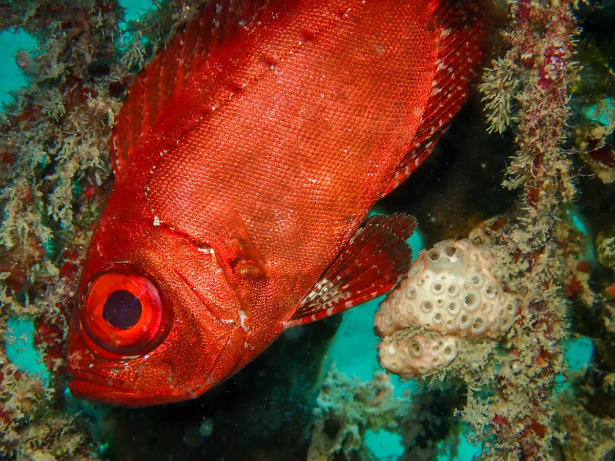 Crescend-tail Bigeye