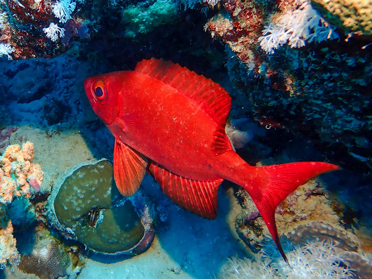 Crescend-tail Bigeye