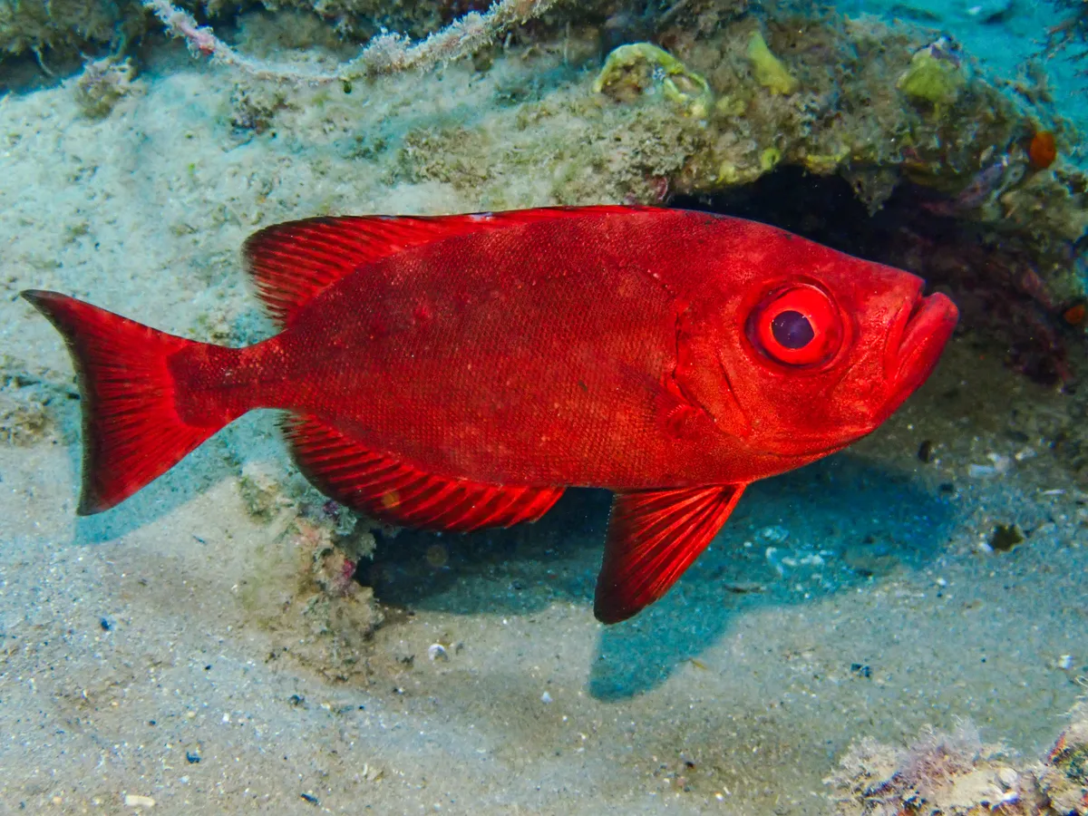 Crescend-tail Bigeye