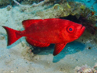 Crescend-tail Bigeye