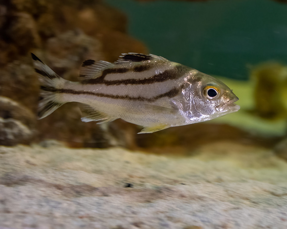 Crescent Perch or Grunter