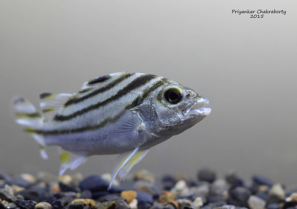 Target fish