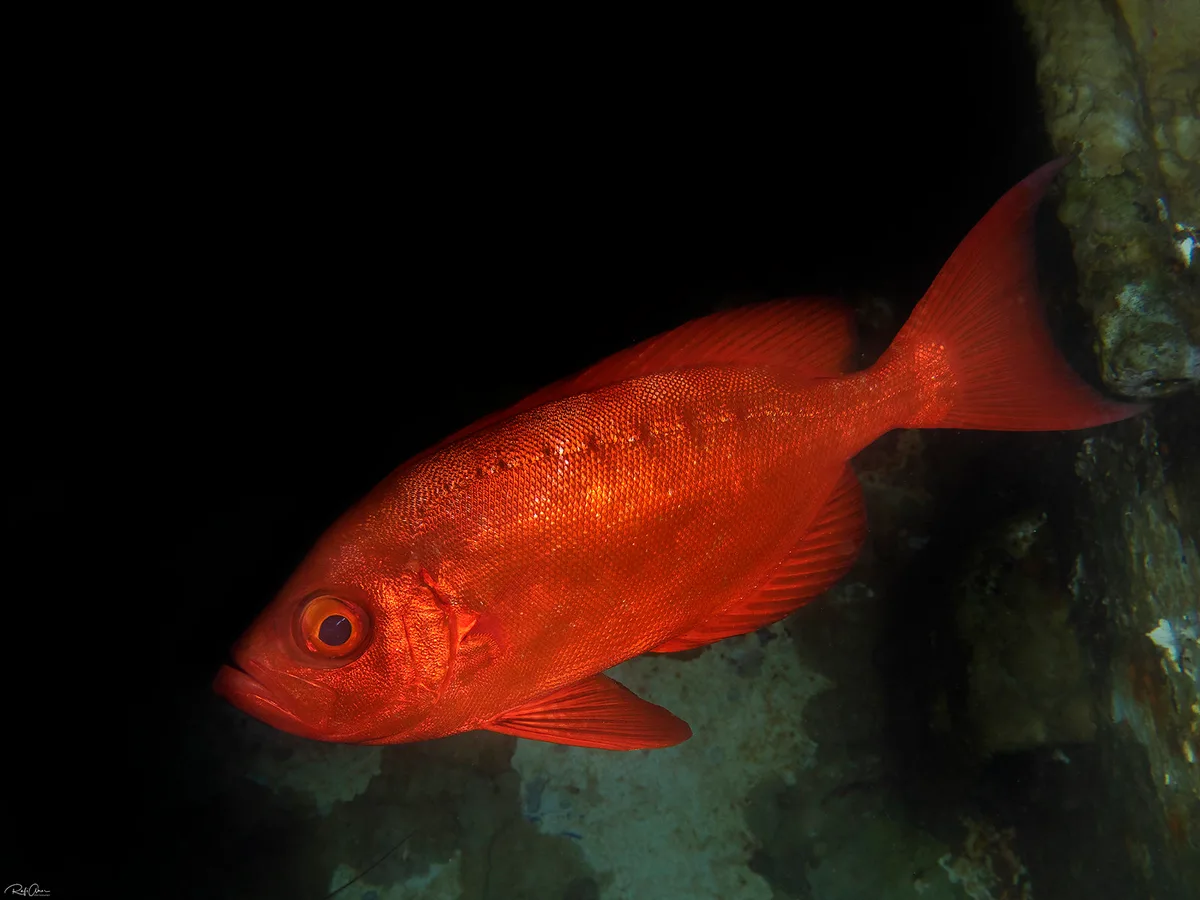 Crescent-tail Bigeye - Priacanthus hamrur