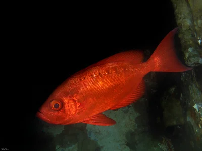 Crescent-tail Bigeye - Priacanthus hamrur