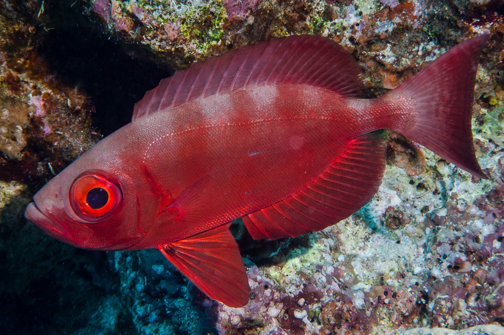 Crescent-tail bigeye - Priacanthus hamrur