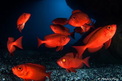 Beauclairs - bigeyes - Priacanthus hamrur
