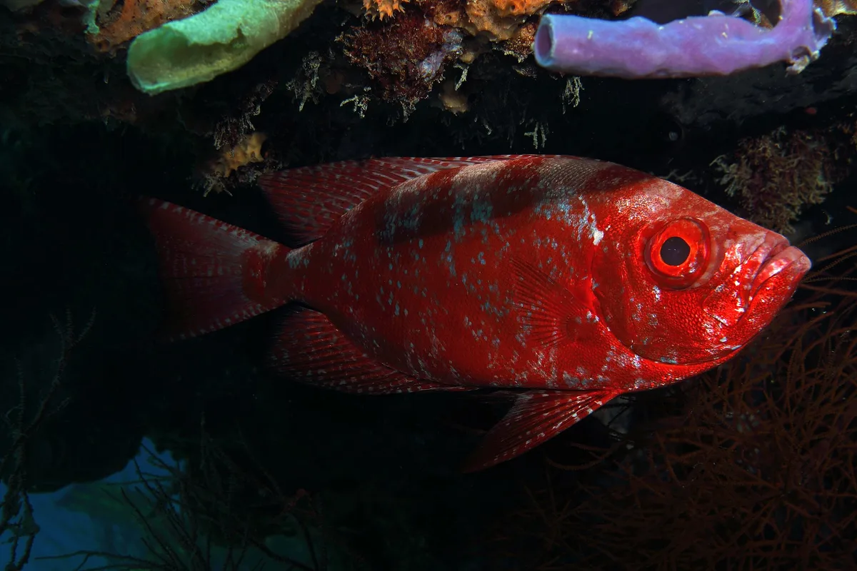 gros-yeux commun Priacanthus hamrur '''